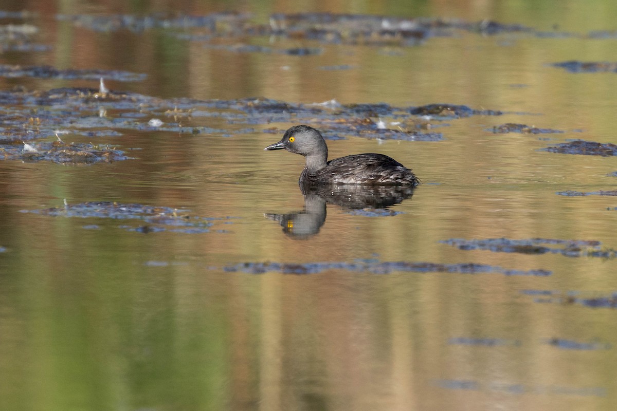 Least Grebe - ML641929084