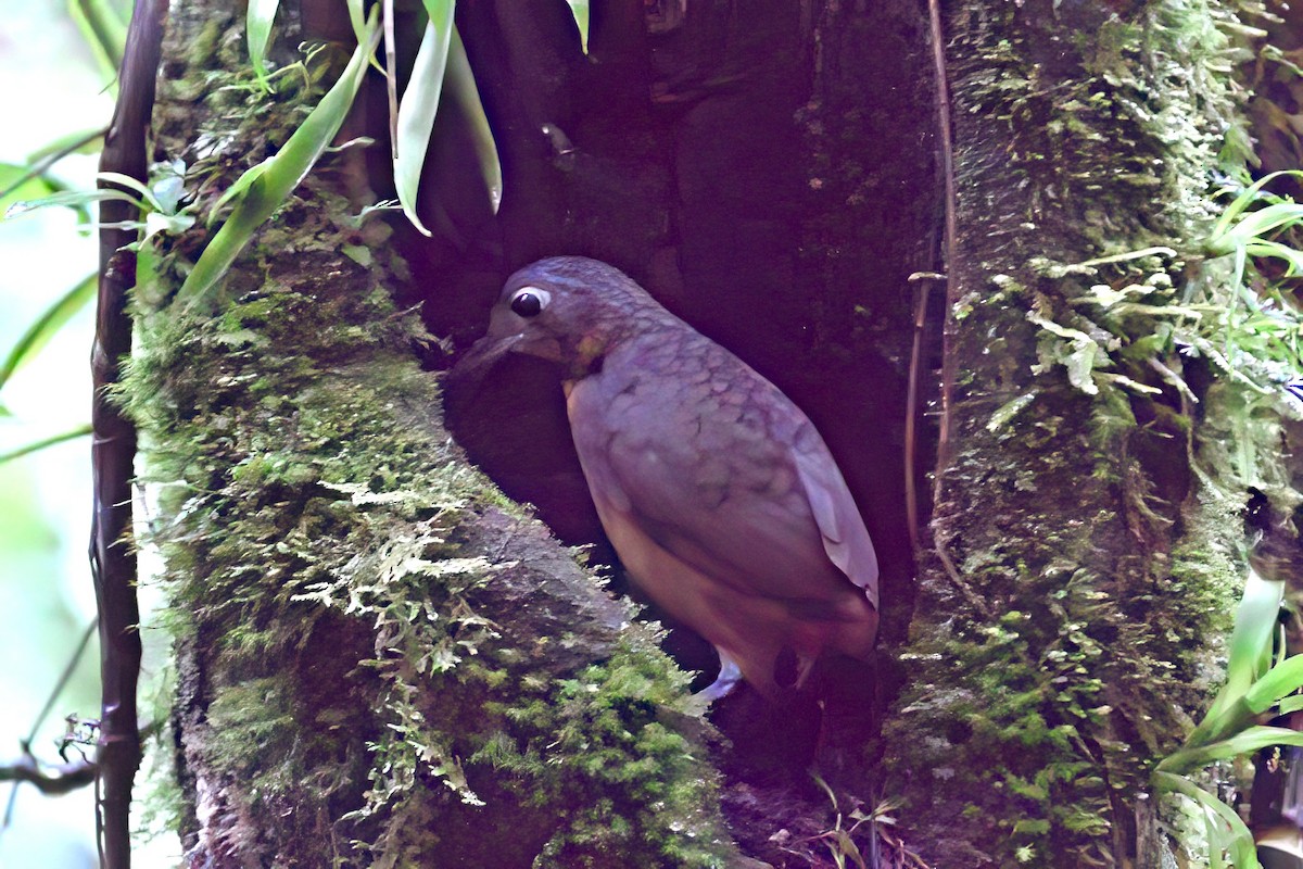 Scaled Antpitta - ML641929098