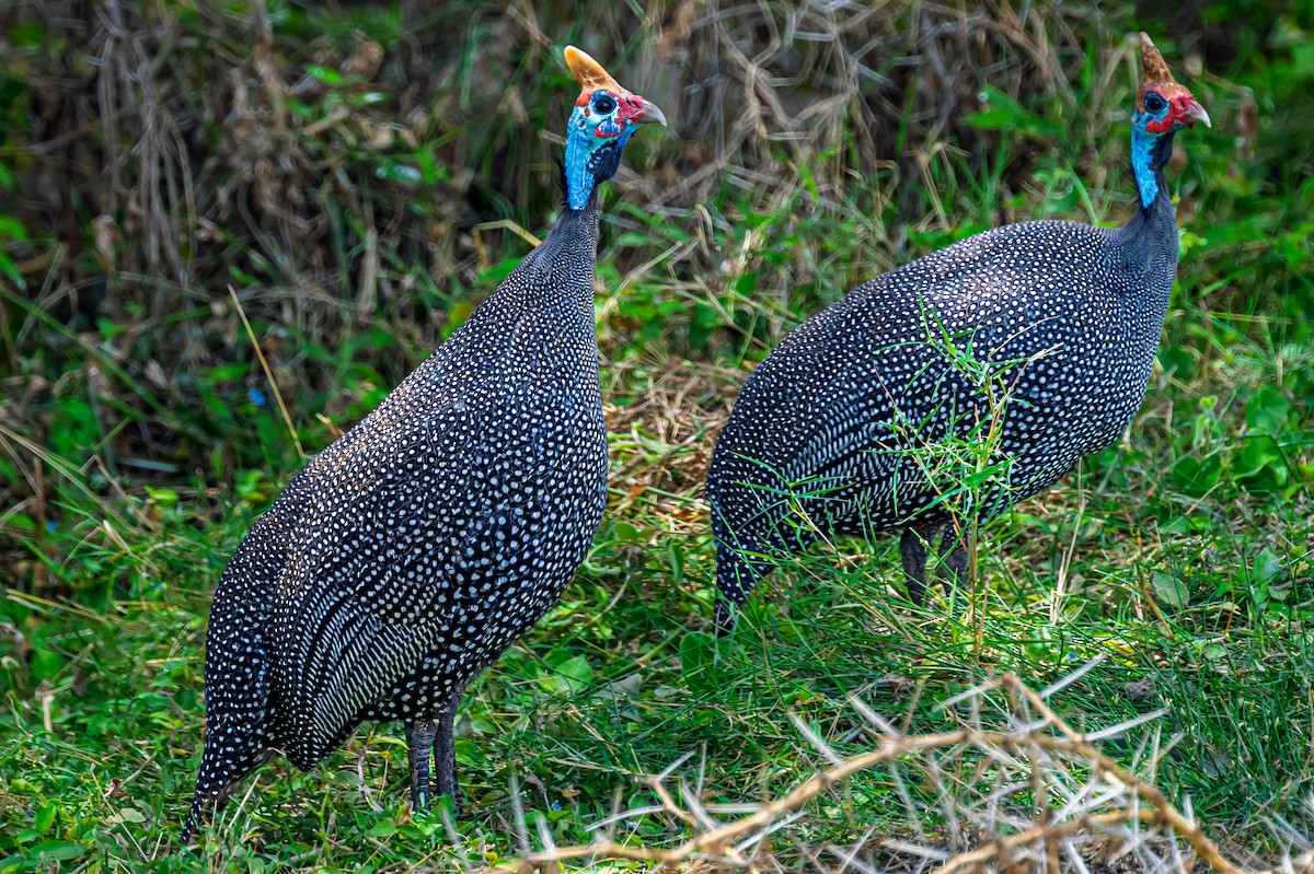 Helmeted Guineafowl - ML641929103