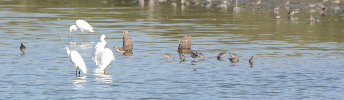 Stilt Sandpiper - ML64192911