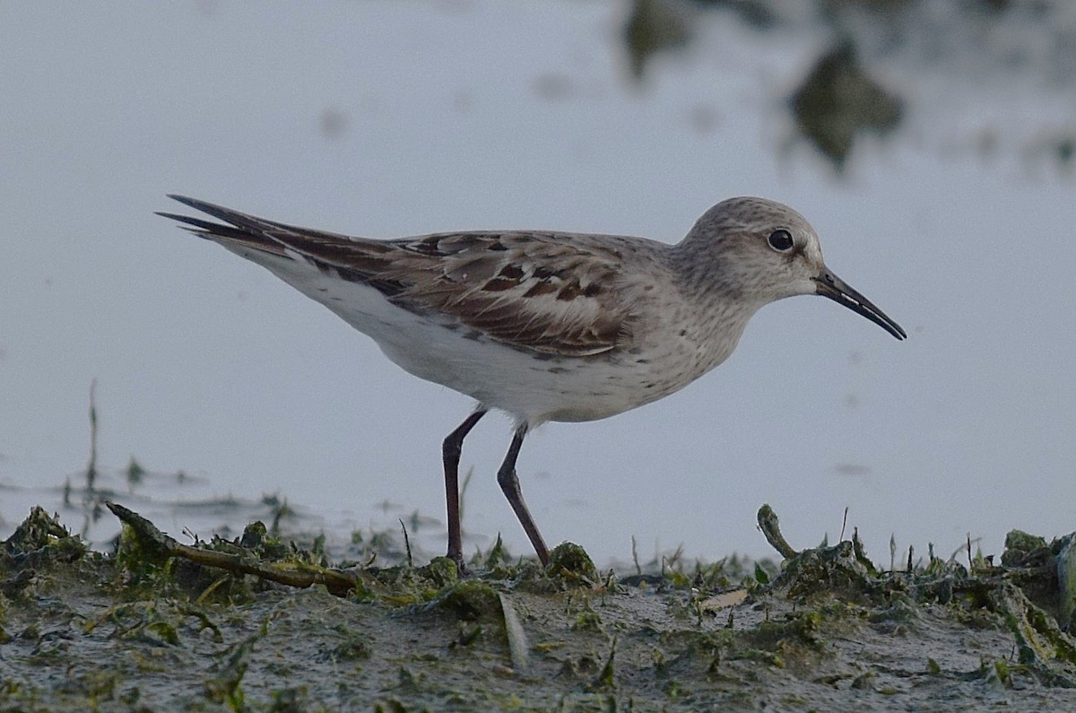Weißbürzel-Strandläufer - ML641929114