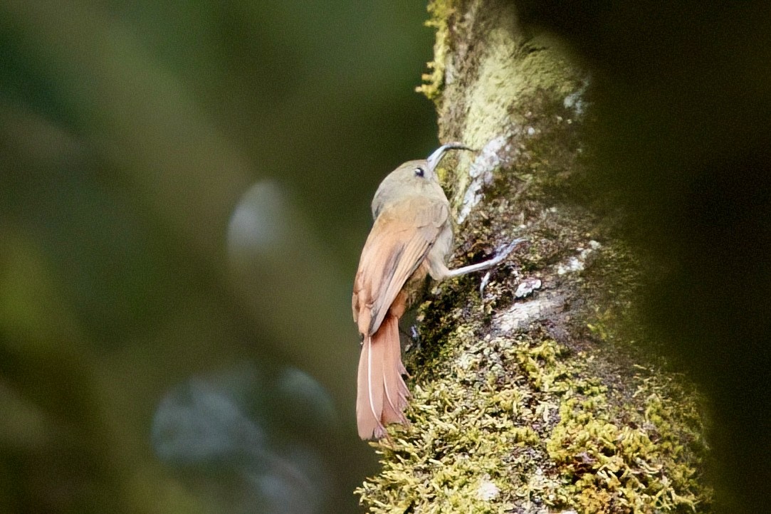 Olivaceous Woodcreeper - ML641929115