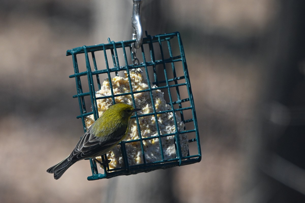 Pine Warbler - ML641929117