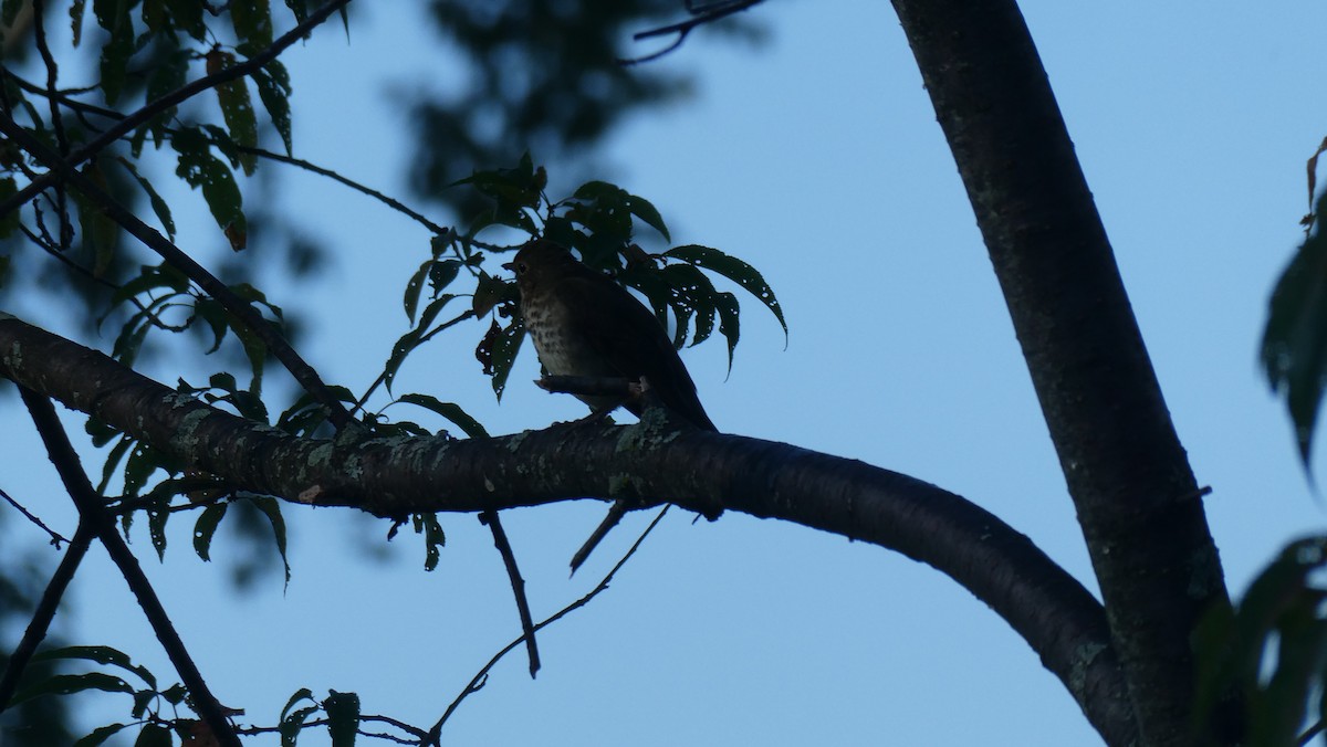 Swainson's Thrush - ML641929121