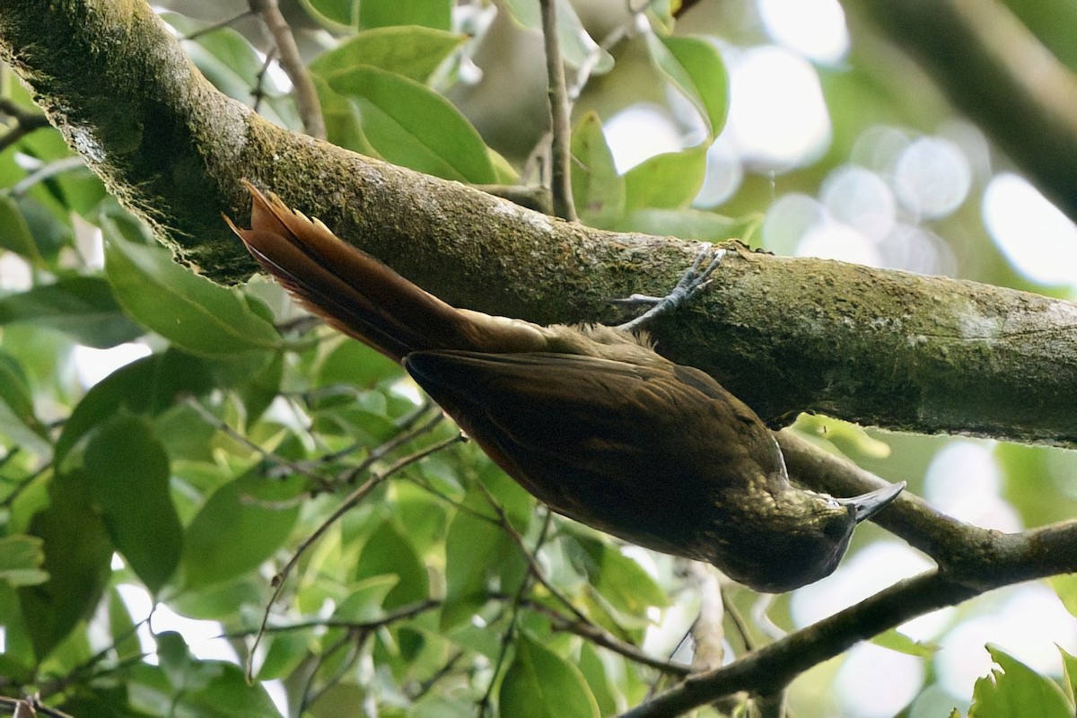 Spotted Woodcreeper - ML641929124