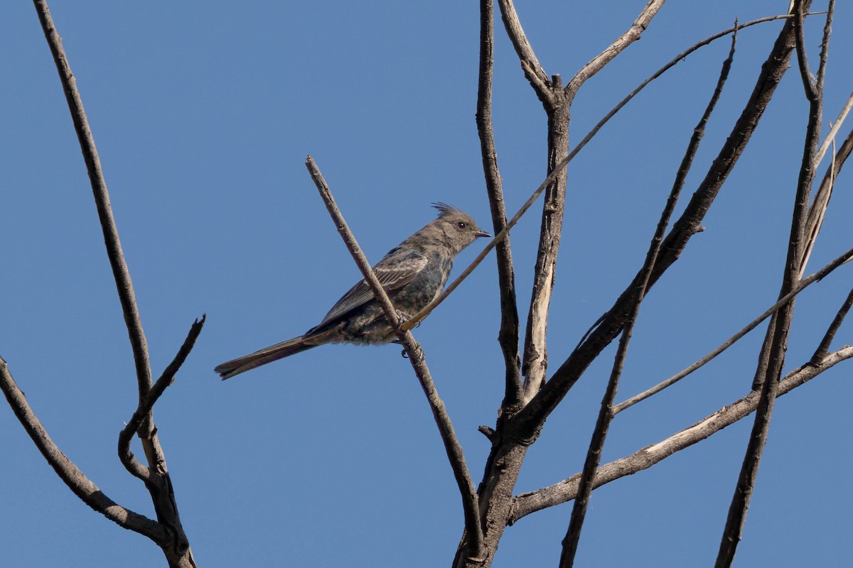 Phainopepla - ML641929136