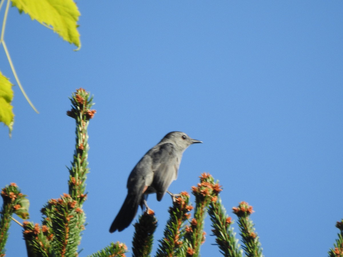 Gray Catbird - ML641929161