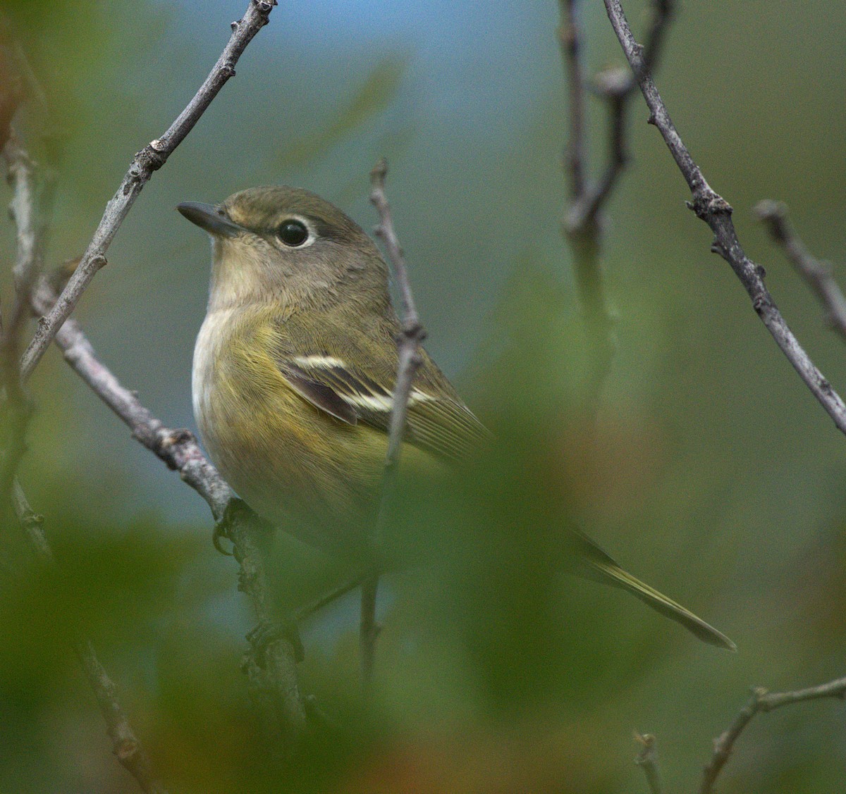 Cassin's Vireo - ML641929163
