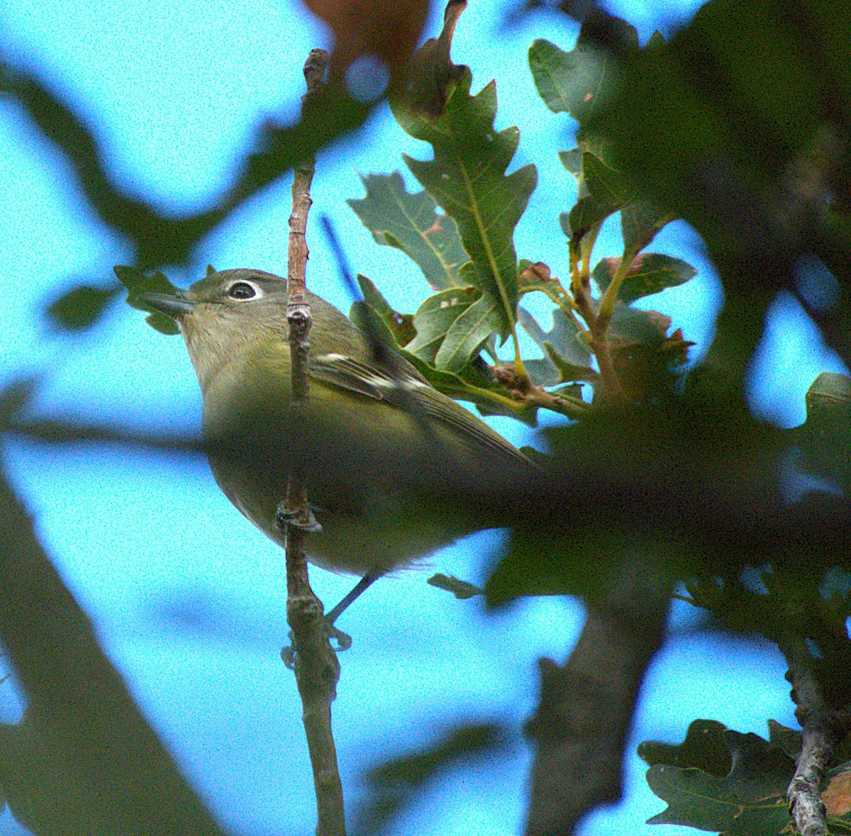 Cassin's Vireo - ML641929164