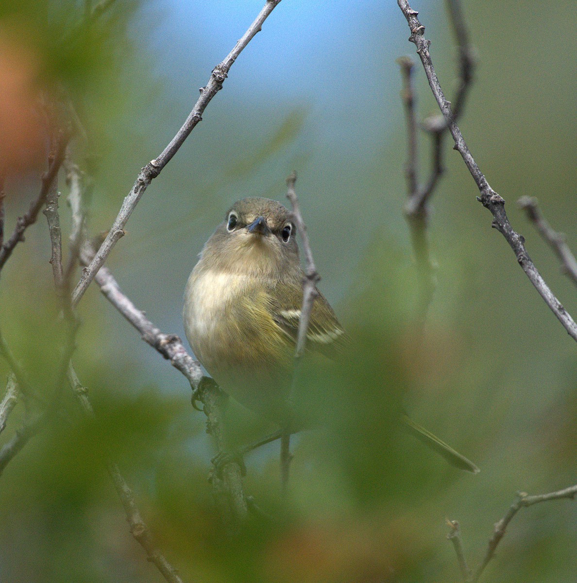 Cassin's Vireo - ML641929165