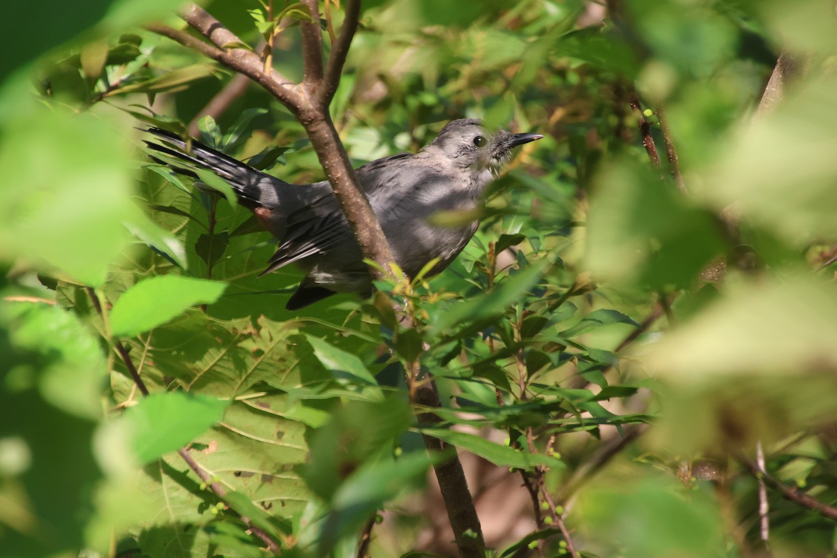 Gray Catbird - ML641929167