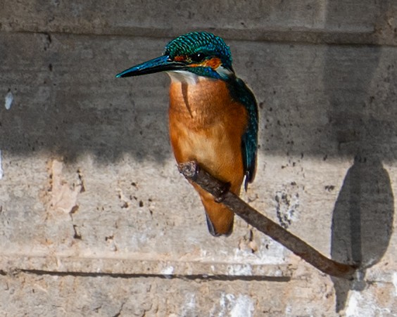 Common Kingfisher - ML641929175