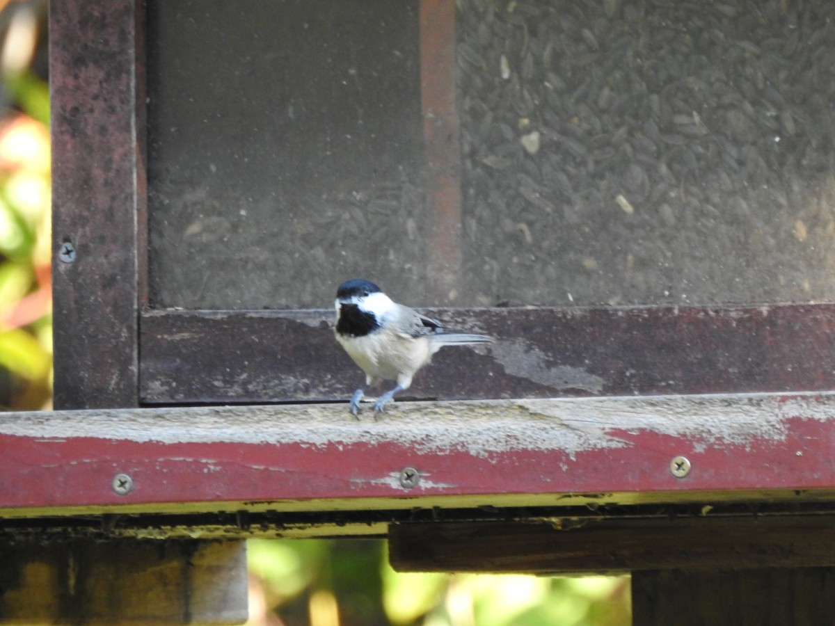 Carolina Chickadee - ML641929180