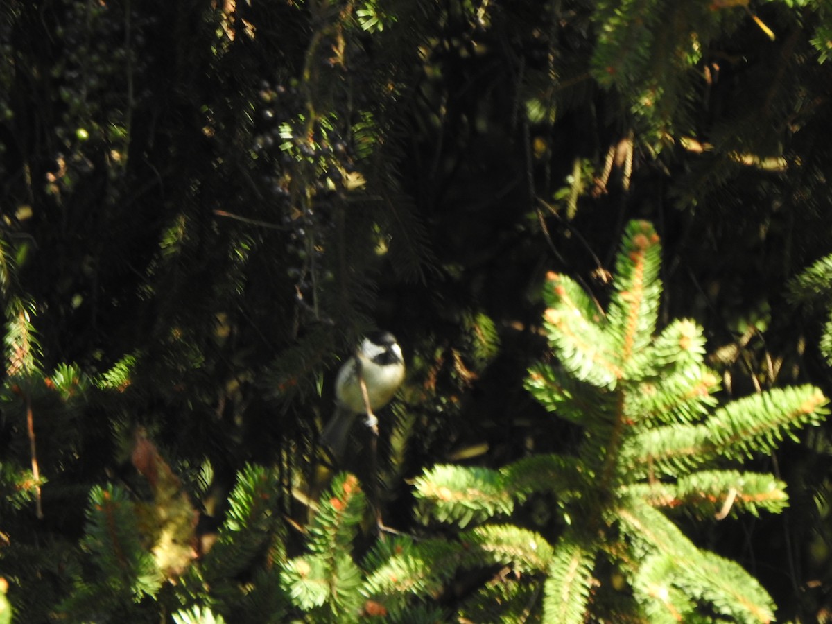 Carolina Chickadee - ML641929181