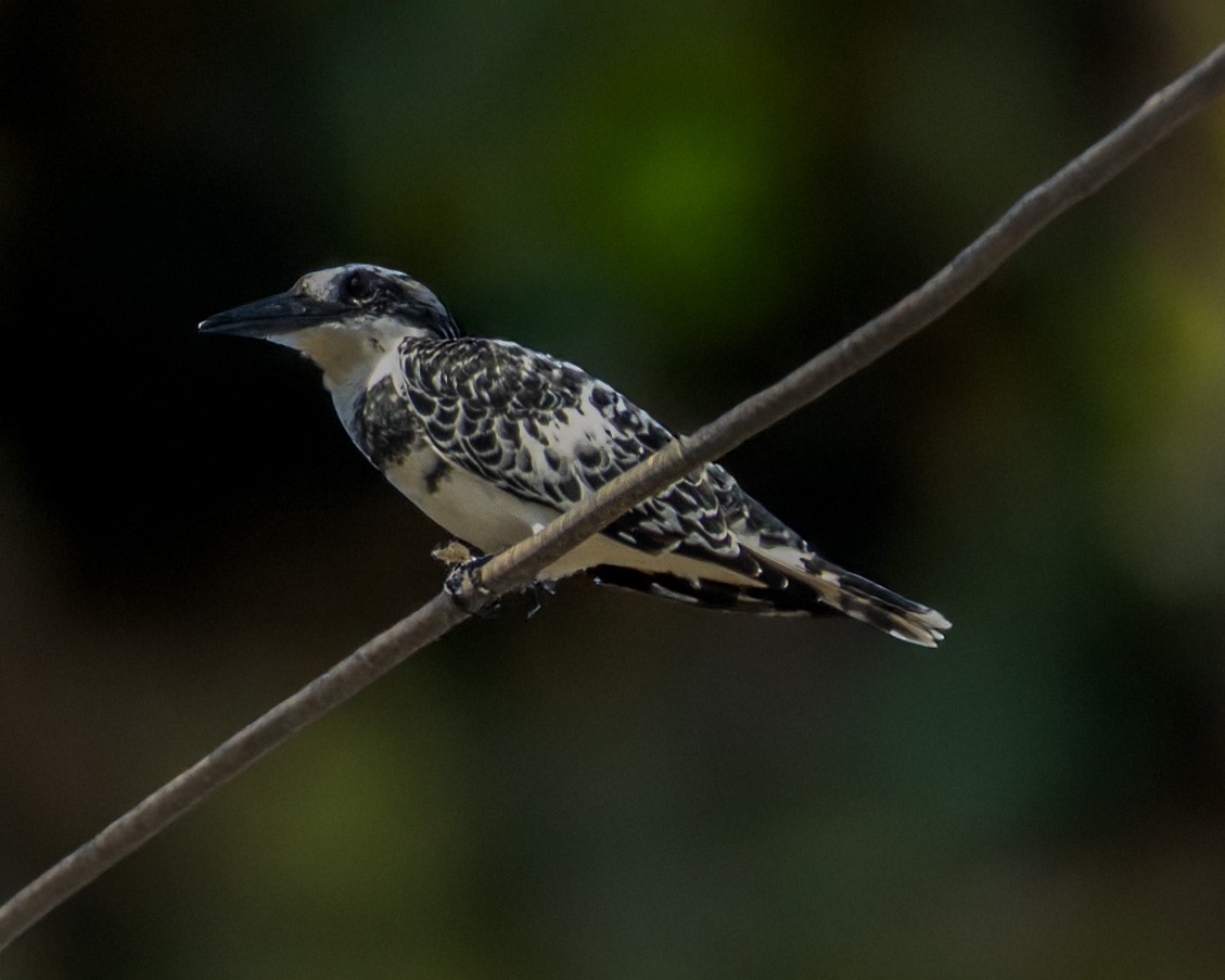 Pied Kingfisher - ML641929183