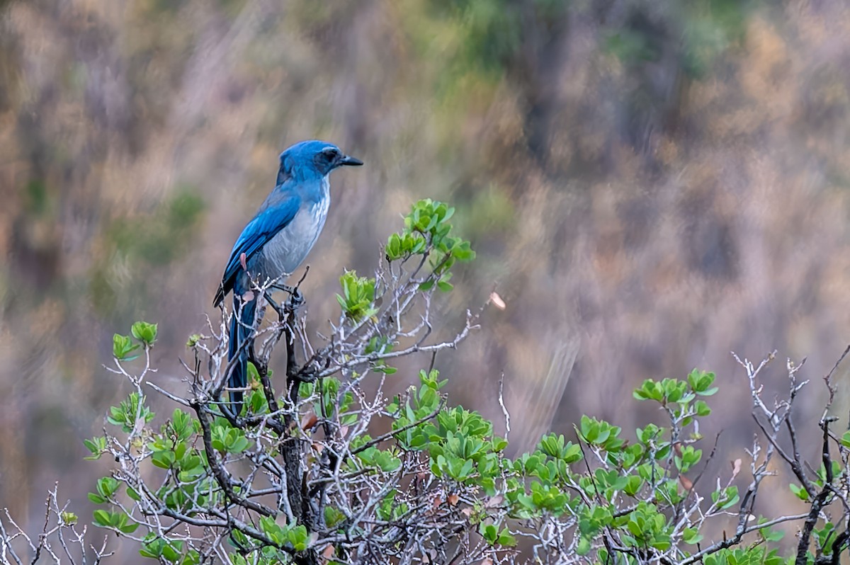 Woodhouse's Scrub-Jay - ML641929185
