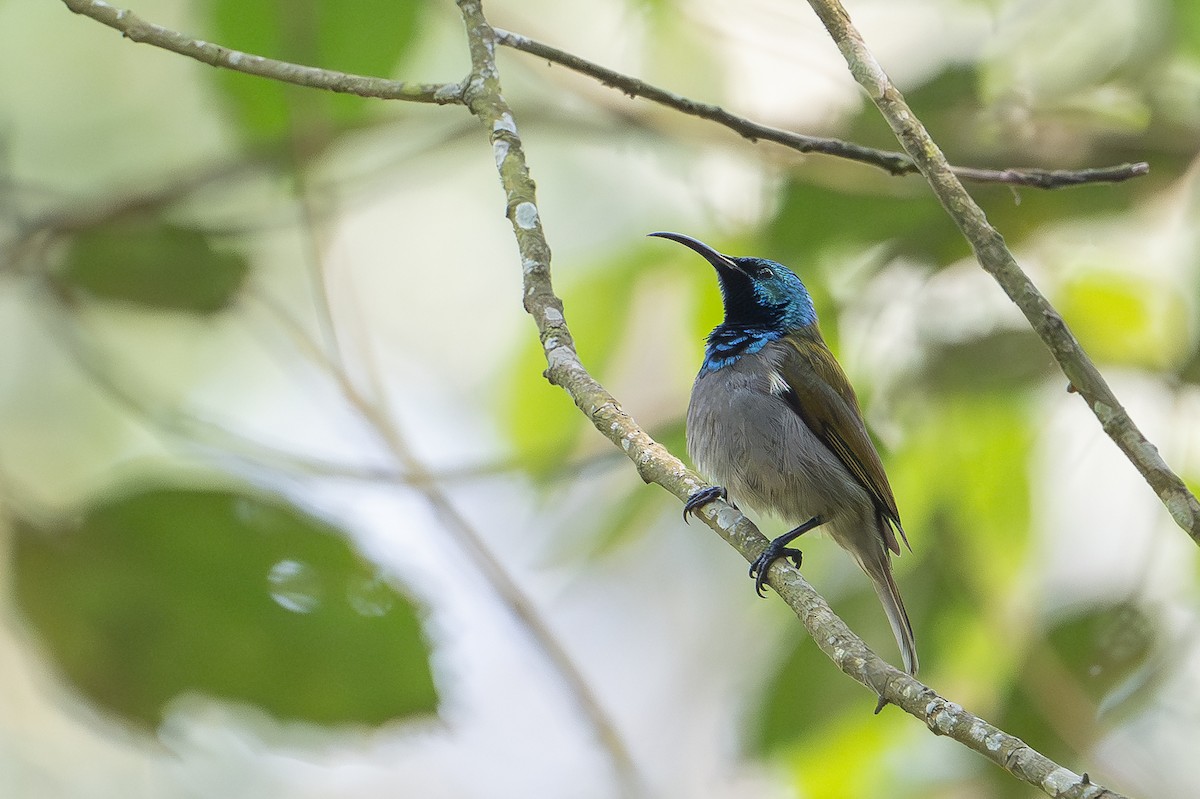 Green-headed Sunbird - ML641929190
