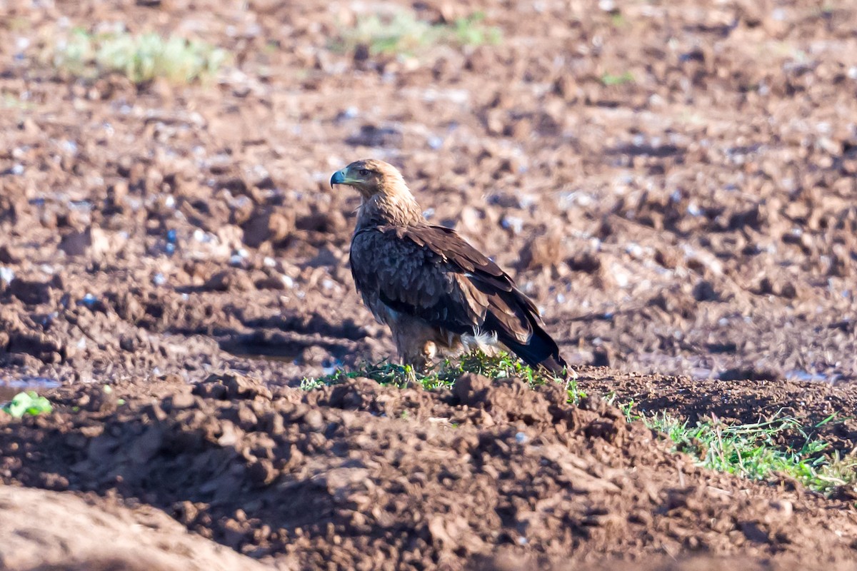 Tawny Eagle - ML641929191