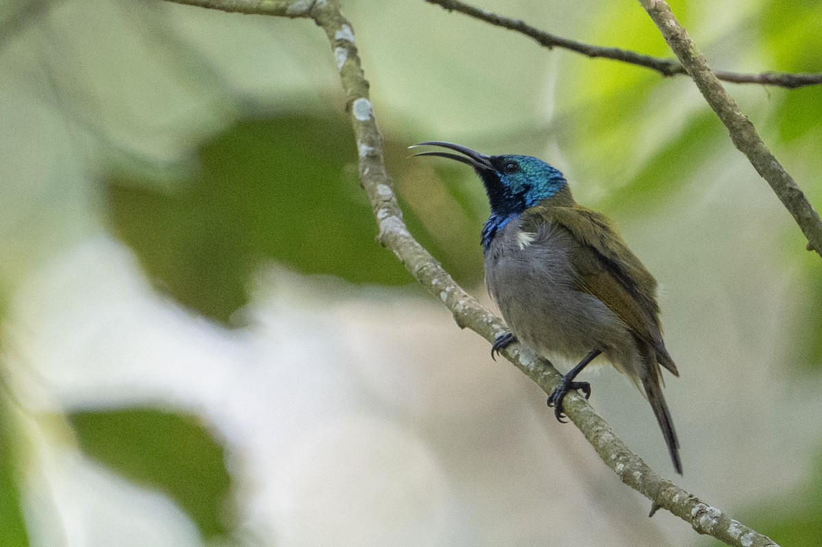 Green-headed Sunbird - ML641929192