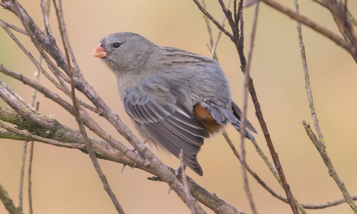 Plain-colored Seedeater - ML641929194