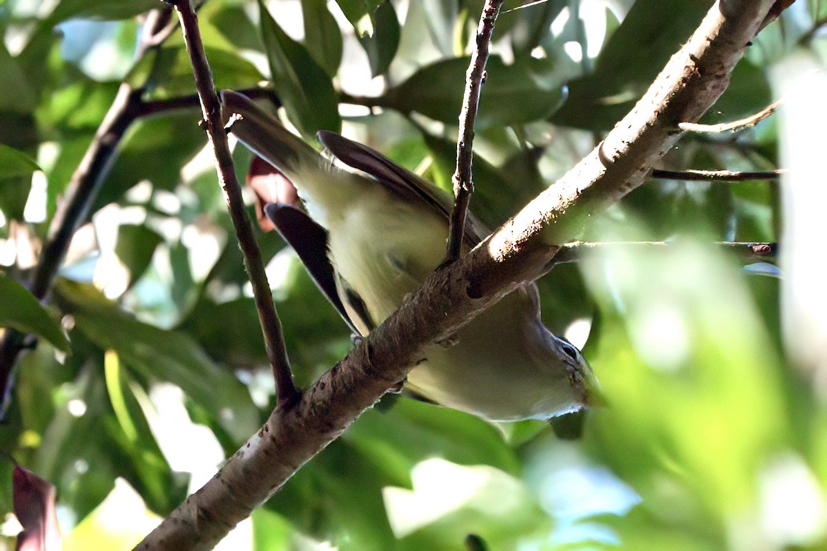 Brown-capped Vireo - ML641929197