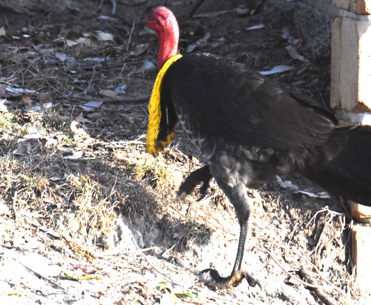 Australian Brushturkey - ML641929207