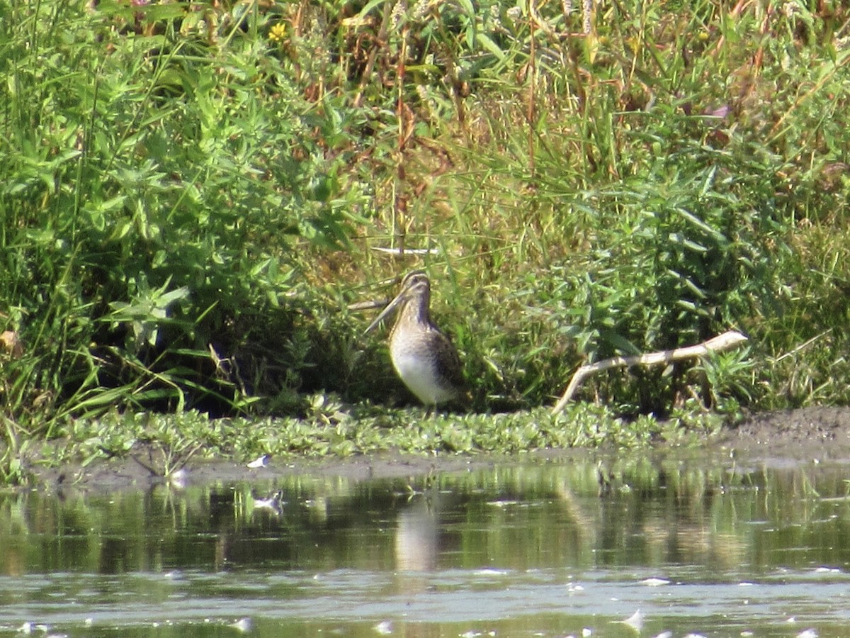 Wilson's Snipe - ML641929208