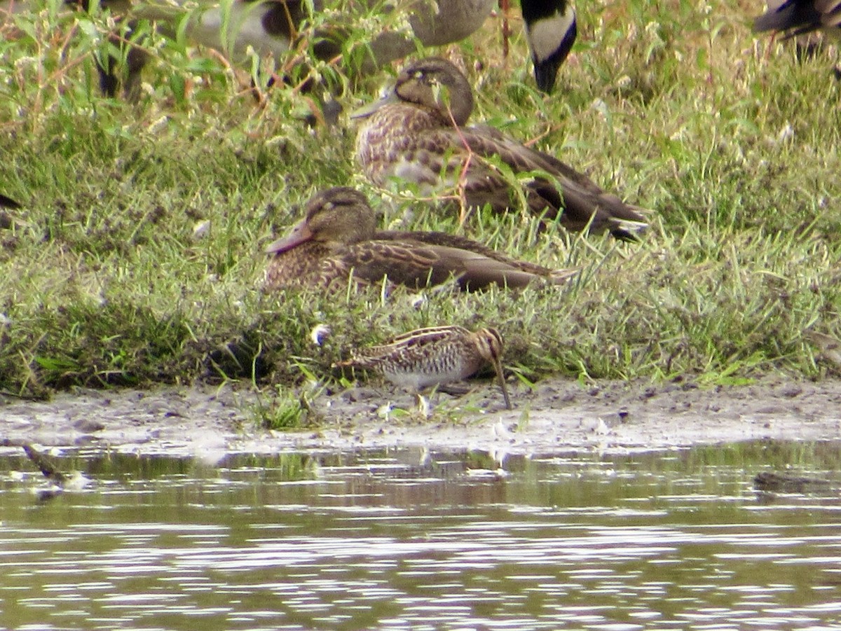 Wilson's Snipe - ML641929209