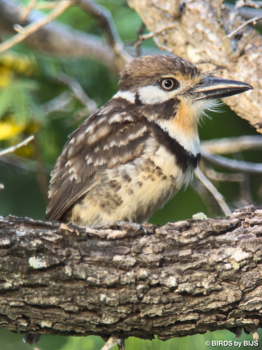 Russet-throated Puffbird - ML641929211