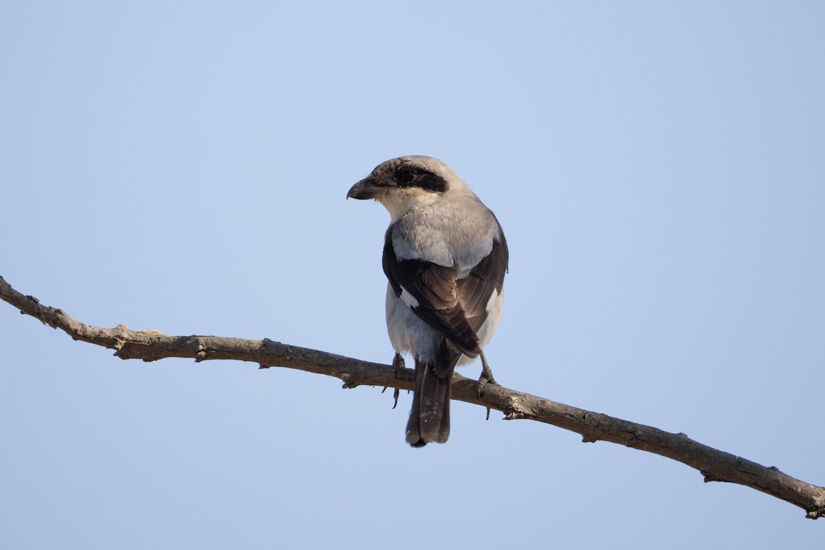 Lesser Gray Shrike - ML641929215
