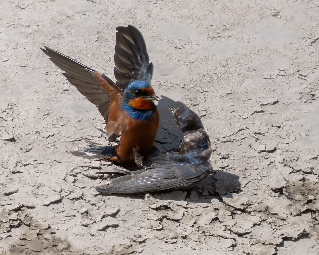 Barn Swallow - ML641929218