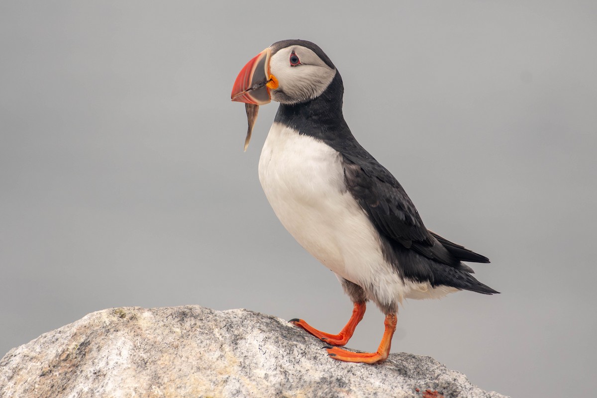 Atlantic Puffin - ML641929235