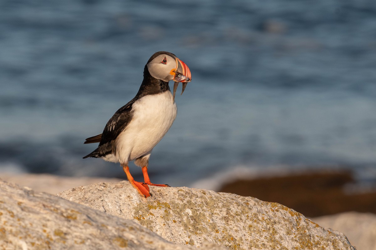 Atlantic Puffin - ML641929236