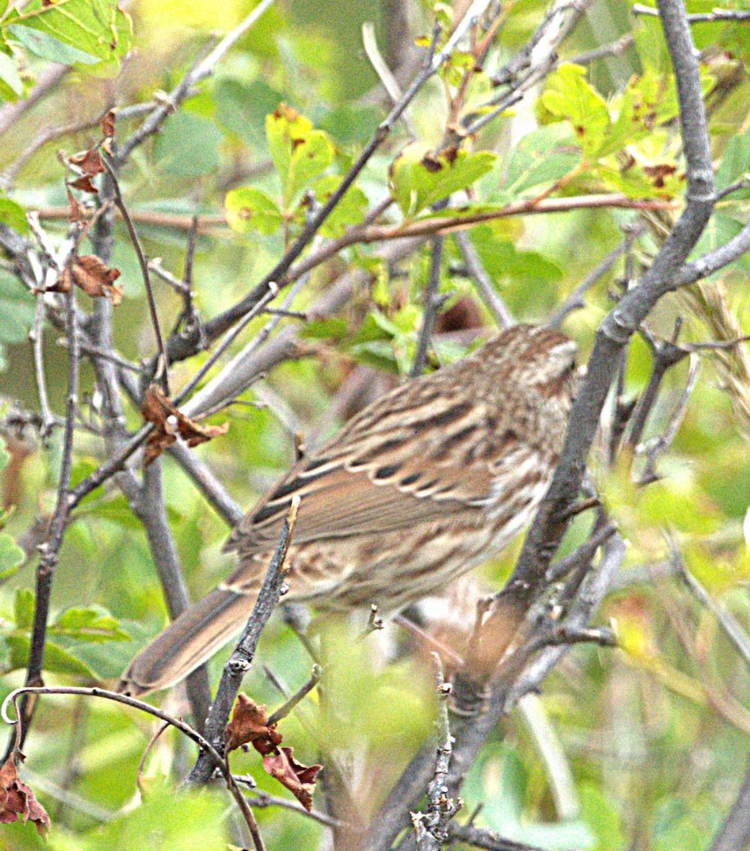 Lincoln's Sparrow - ML641929262