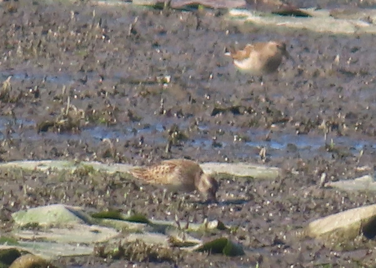 Pectoral Sandpiper - ML641929263