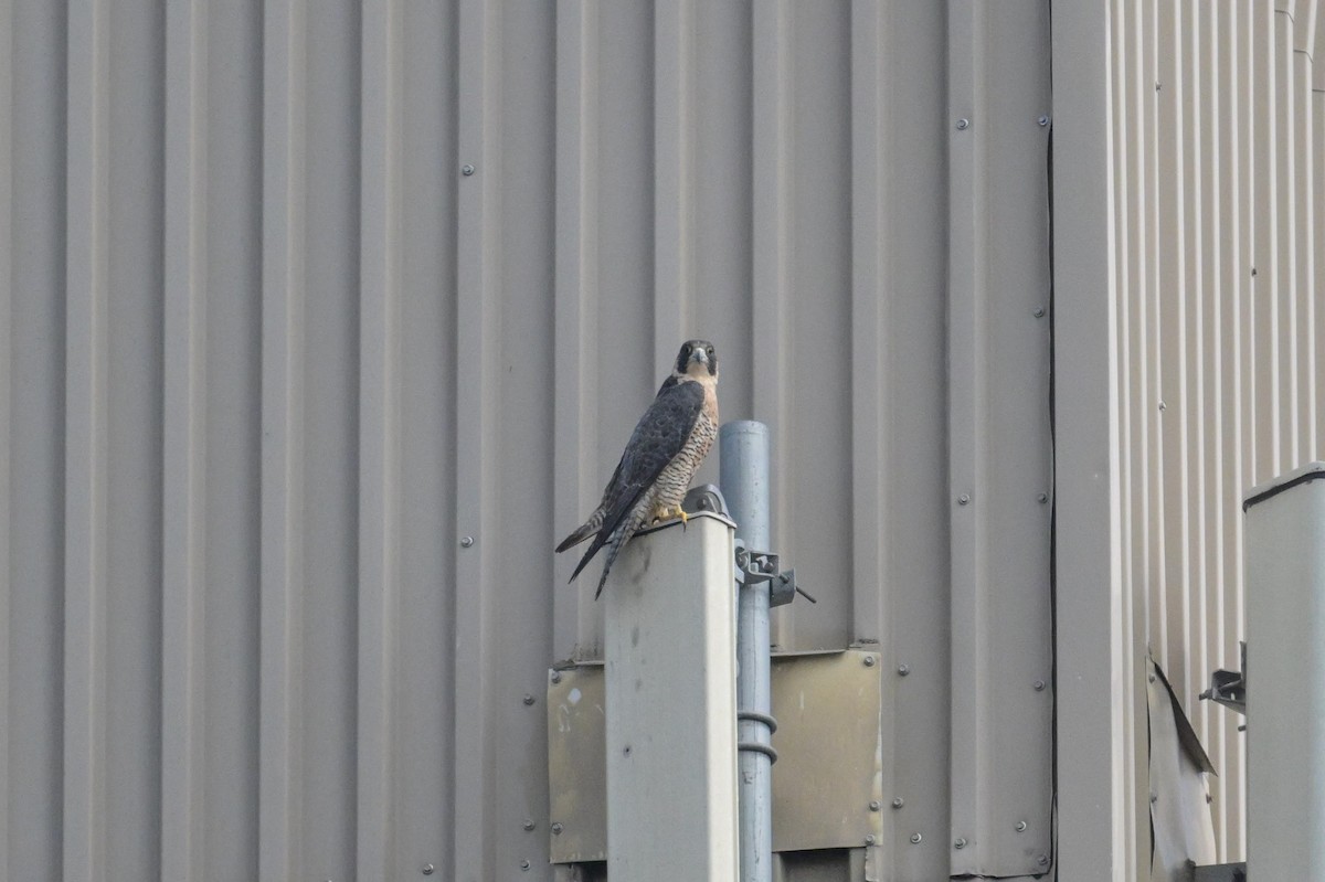 Peregrine Falcon - ML641929276