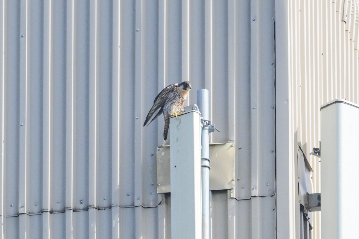 Peregrine Falcon - ML641929277