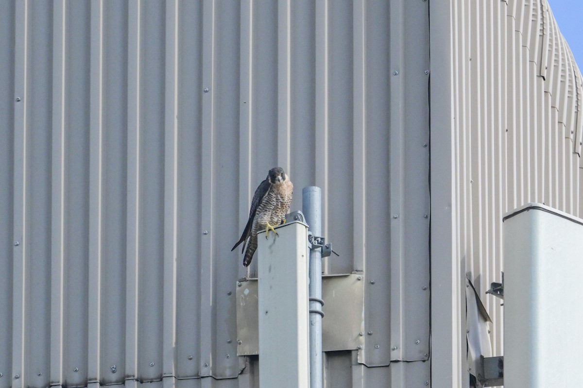 Peregrine Falcon - ML641929278