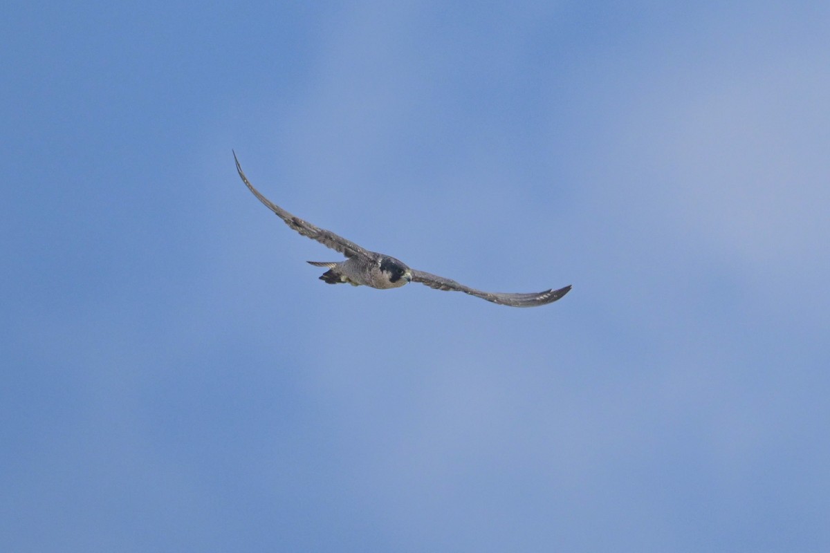 Peregrine Falcon - ML641929279