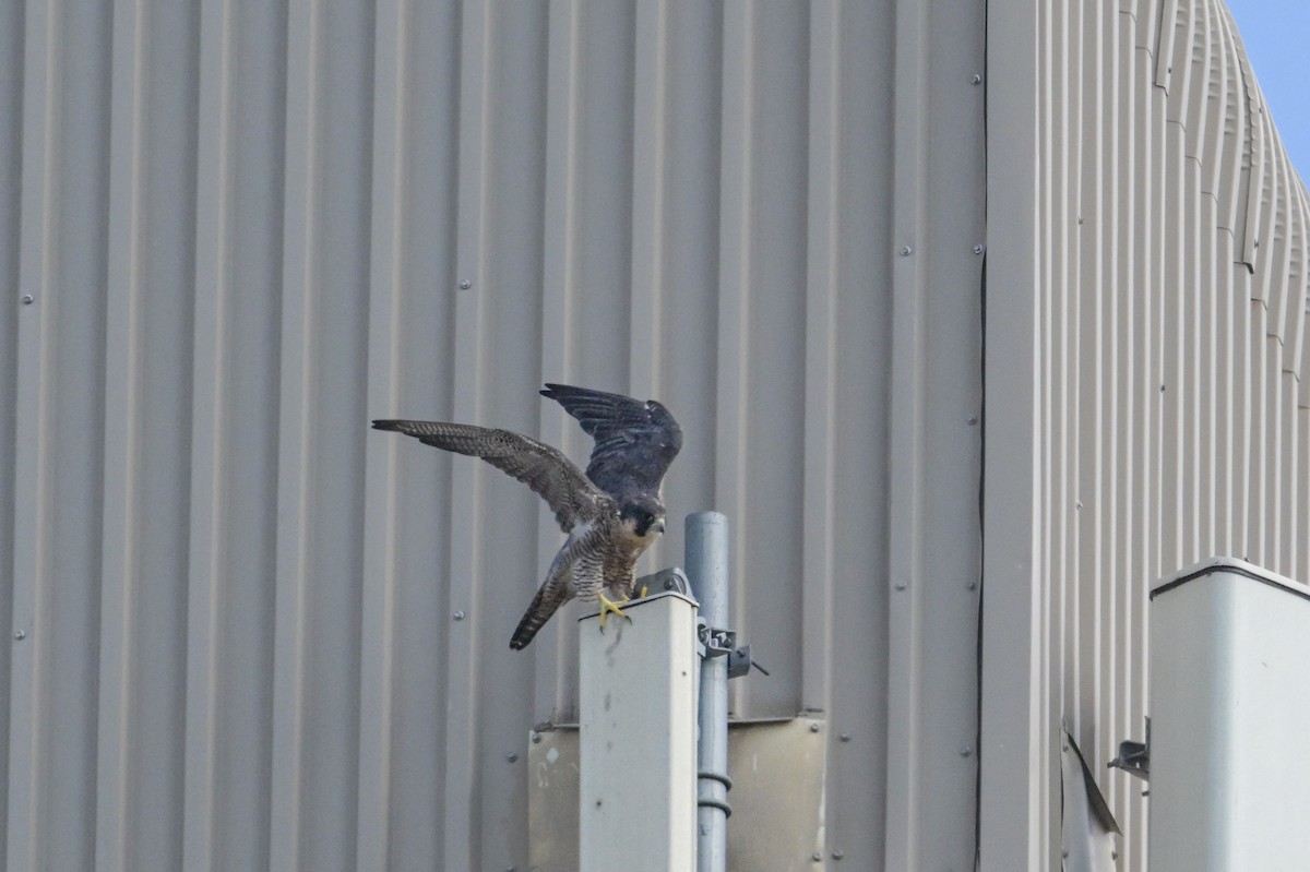 Peregrine Falcon - ML641929280