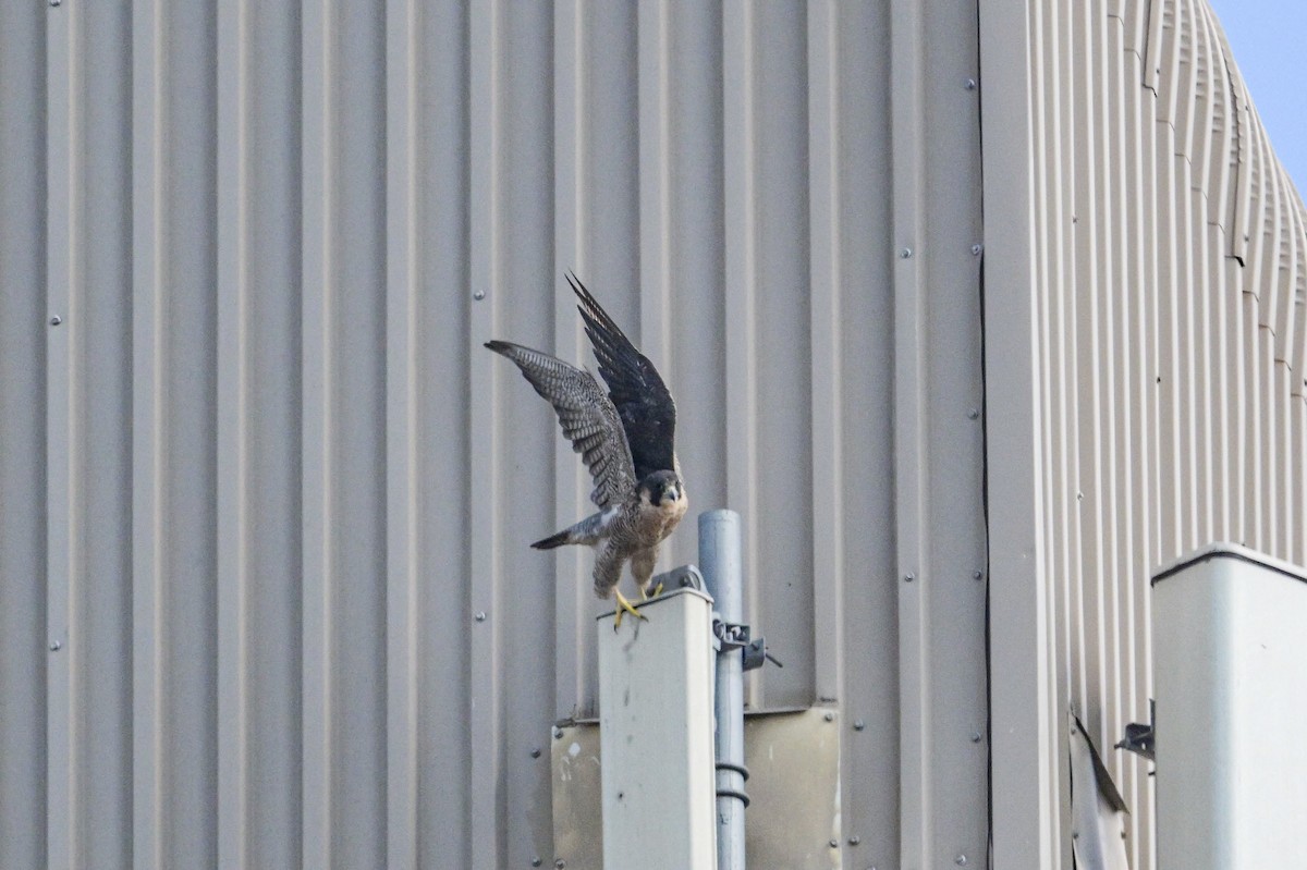 Peregrine Falcon - ML641929281