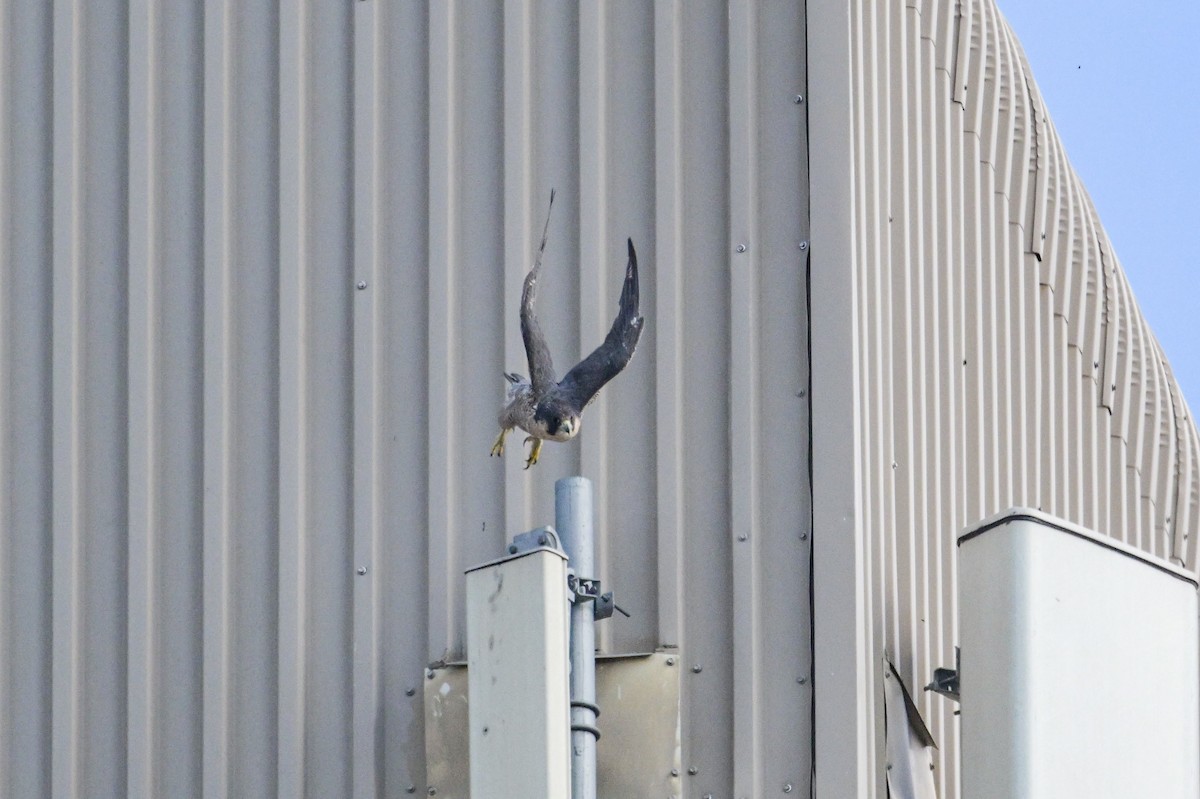 Peregrine Falcon - ML641929282