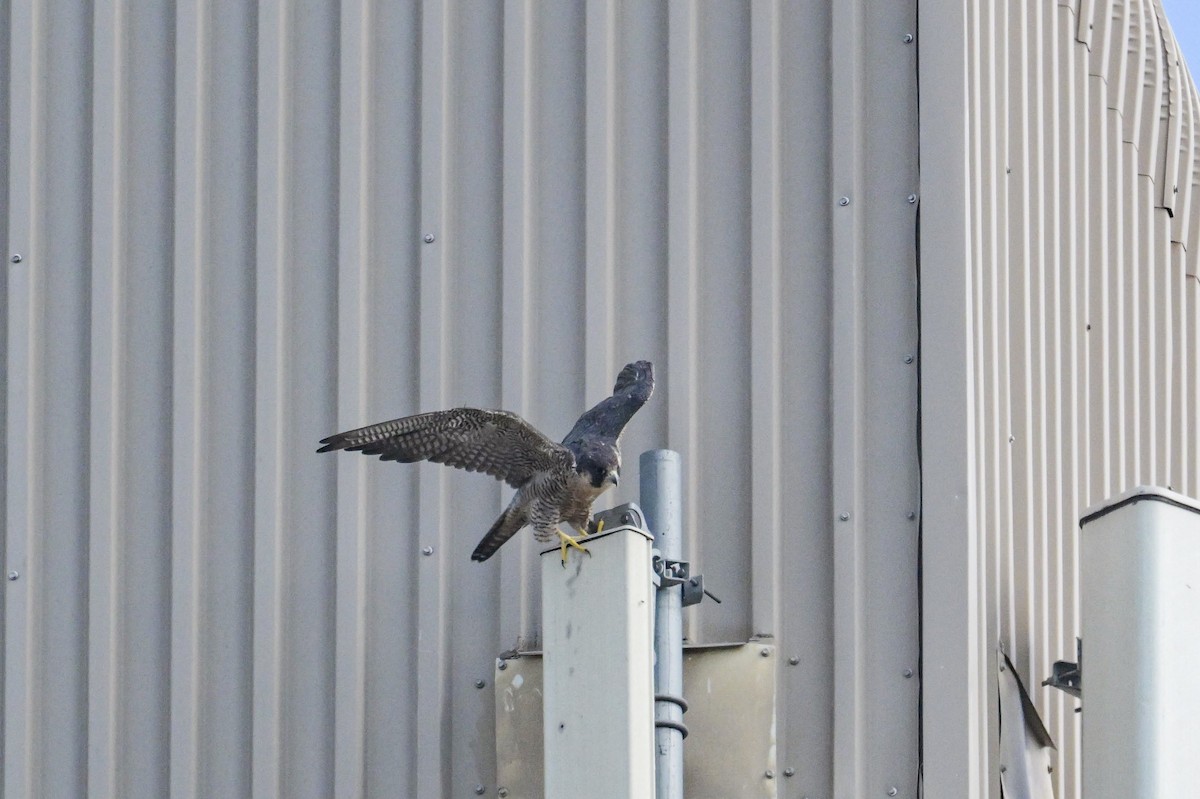 Peregrine Falcon - ML641929283