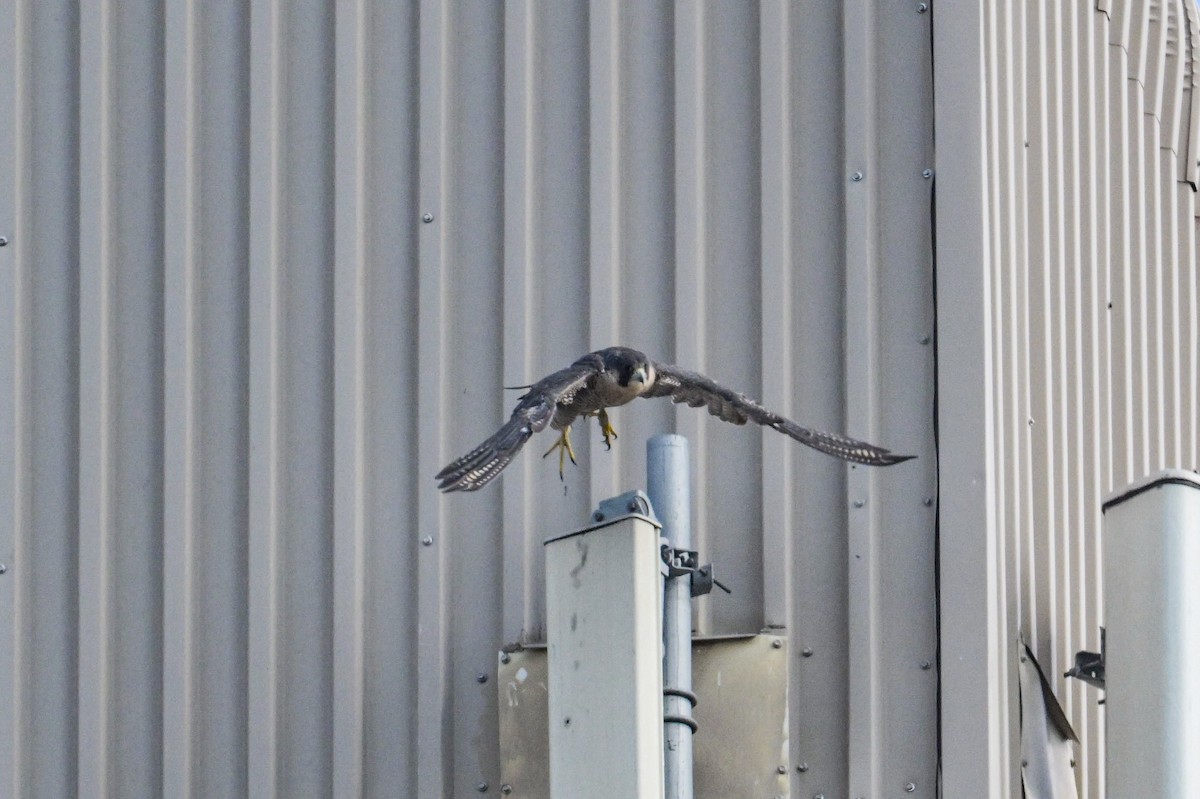 Peregrine Falcon - ML641929284