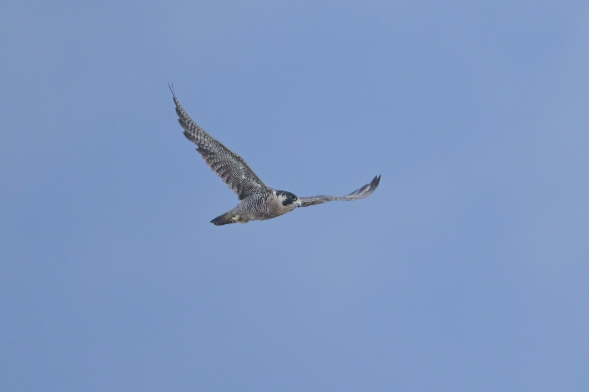 Peregrine Falcon - ML641929285