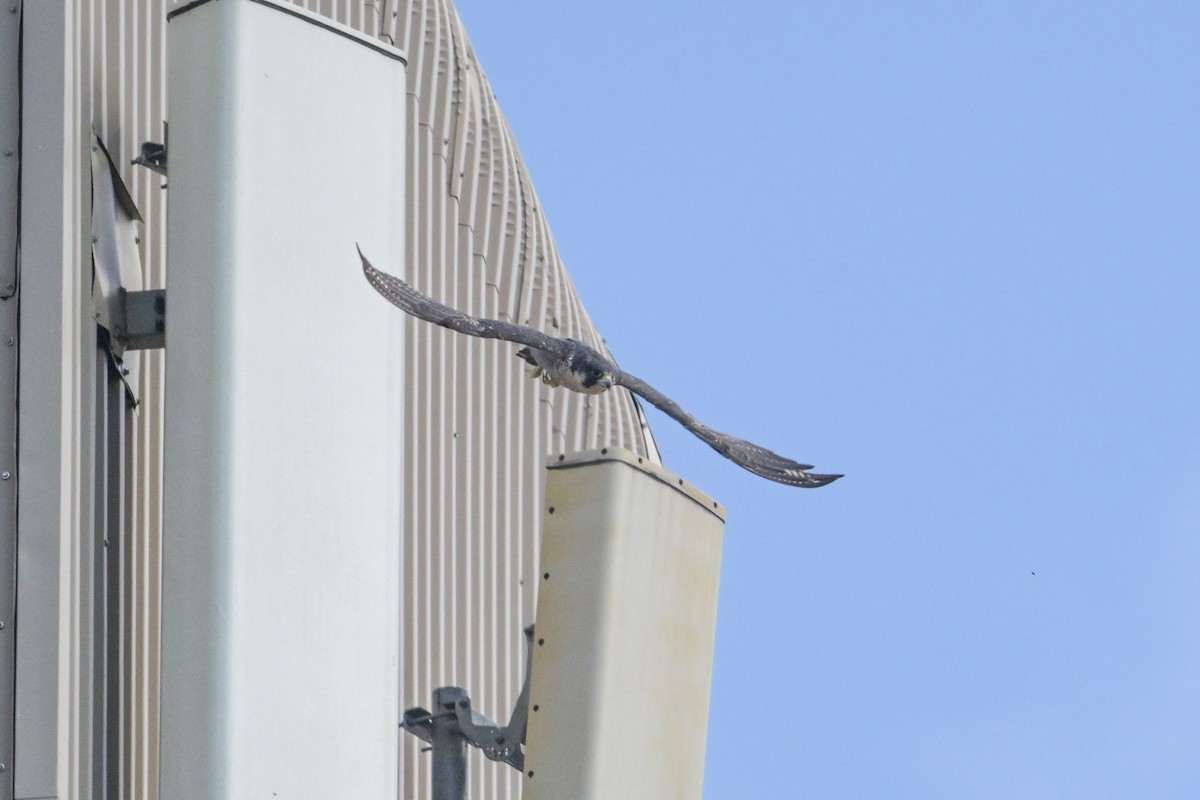 Peregrine Falcon - ML641929286