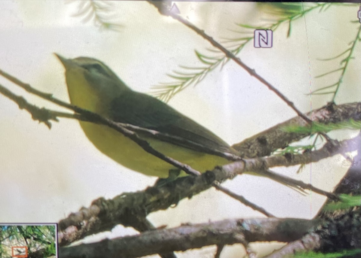 Philadelphia Vireo - ML641929287