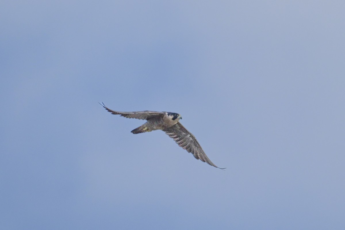 Peregrine Falcon - ML641929288