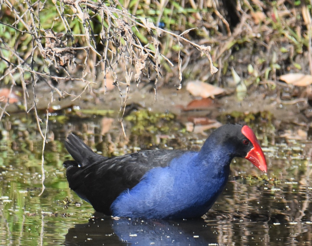 Australasian Swamphen - ML641929304