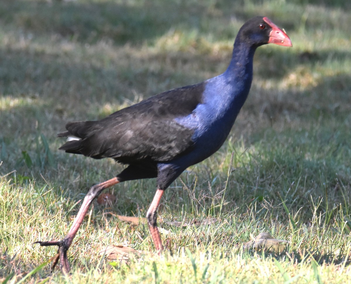 Australasian Swamphen - ML641929307